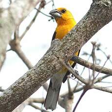 Cardinal jaune