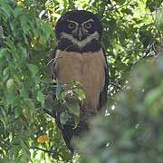 Spectacled Owl