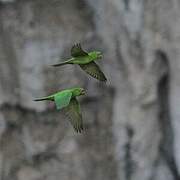 Conure verte