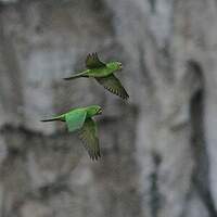 Conure verte