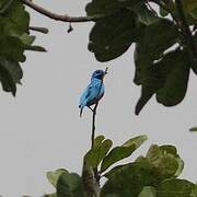 Blue Cotinga