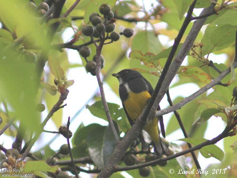 Yellow-bellied Flowerpecker male adult, identification