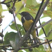 Yellow-bellied Flowerpecker