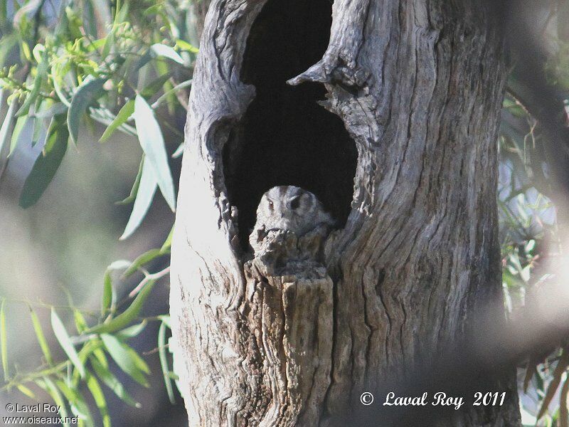 Australian Owlet-nightjaradult
