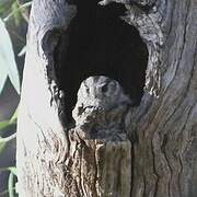 Australian Owlet-nightjar