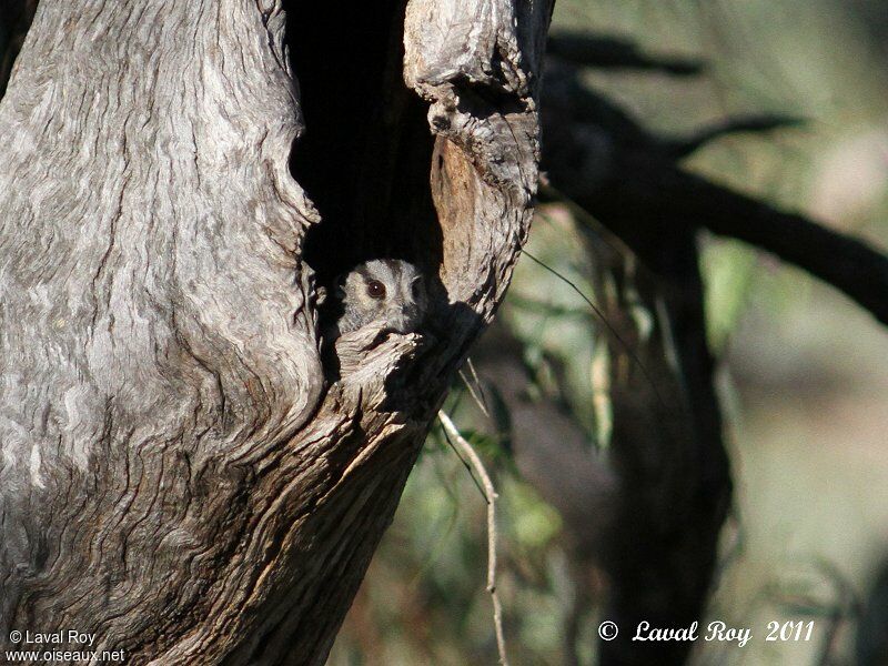 Australian Owlet-nightjar