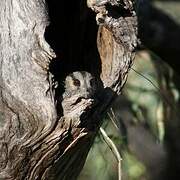 Australian Owlet-nightjar