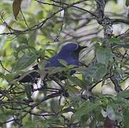 Black-throated Jay