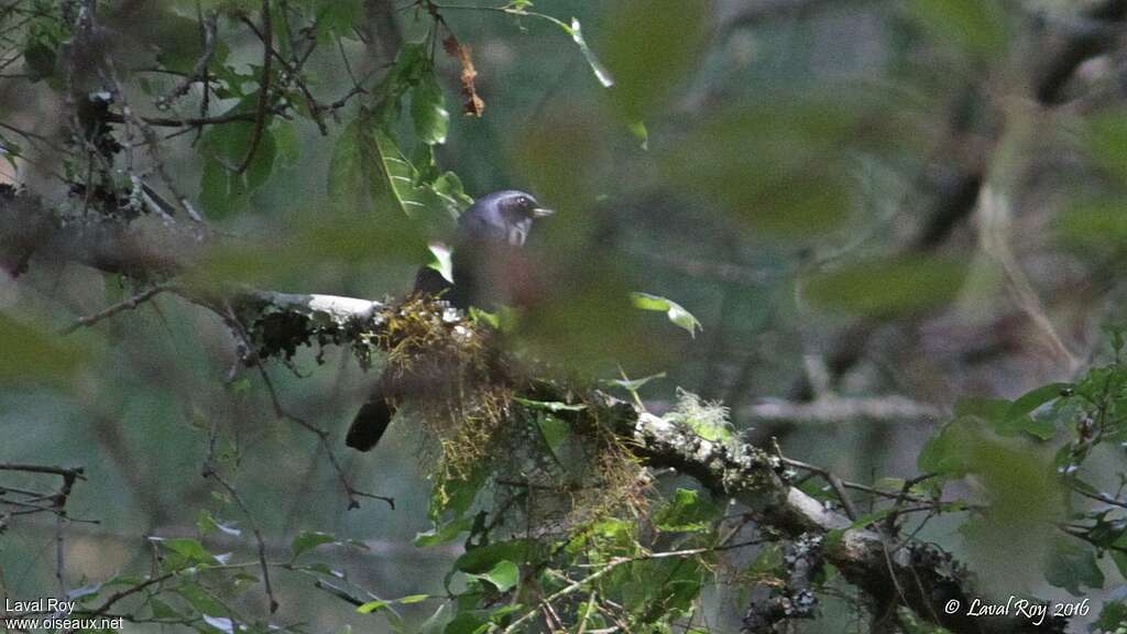 Dwarf Jay