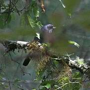 Dwarf Jay