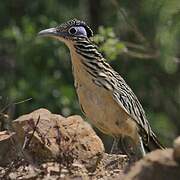 Lesser Roadrunner