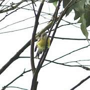 White-throated Gerygone