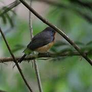 Kashmir Flycatcher