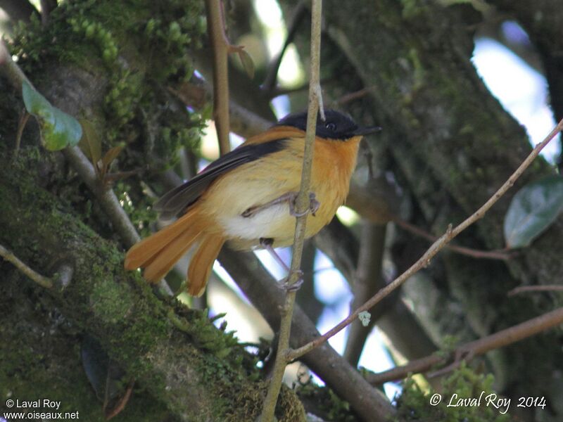 Black-and-orange Flycatcher male adult breeding