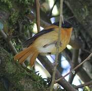 Black-and-orange Flycatcher