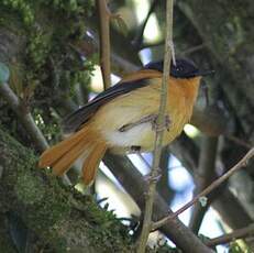 Gobemouche orange et noir