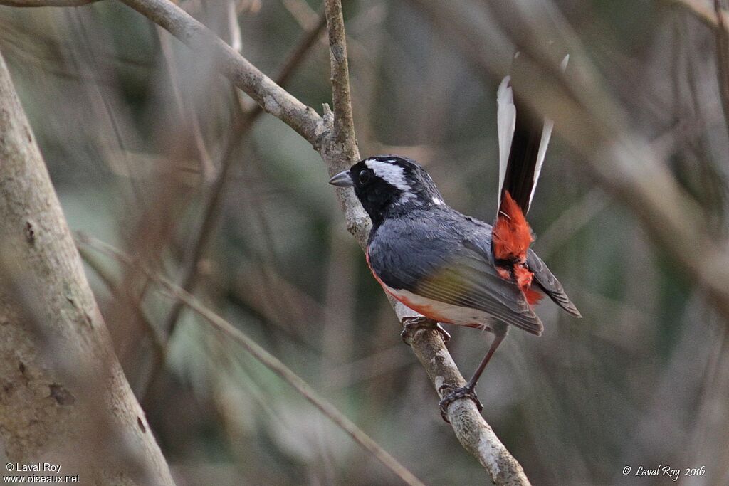 Red-breasted Chat male, adult