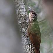 Ivory-billed Woodcreeper