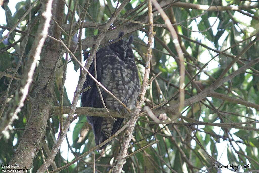 Hibou maître-bois, habitat, pigmentation, Comportement