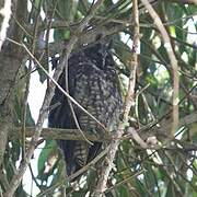 Stygian Owl