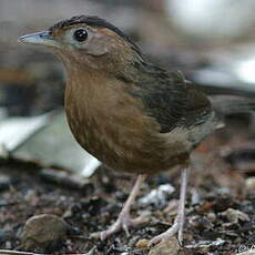 Akalat à calotte brune