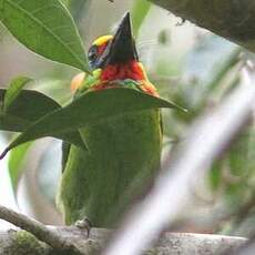 Barbu arlequin