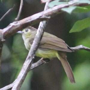 Bulbul chevelu