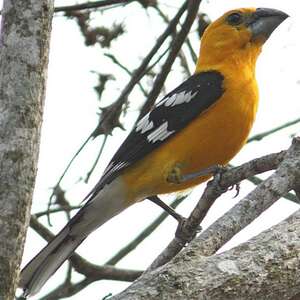 Cardinal jaune