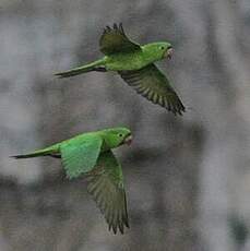 Conure verte