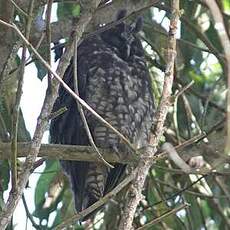 Hibou maître-bois