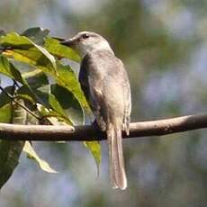 Minivet de Swinhoe