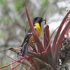 Oriole unifascié