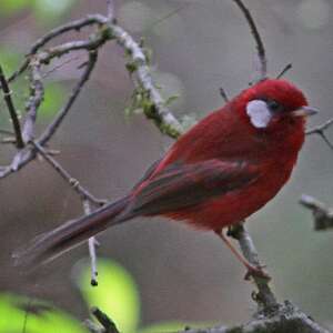 Paruline rouge