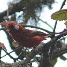 Paruline rouge