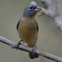 Passerin à ventre rose