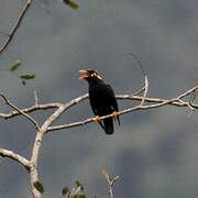 Southern Hill Myna