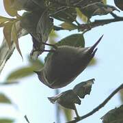 Yellow-browed Tit