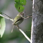 Pale-eyed Pygmy Tyrant