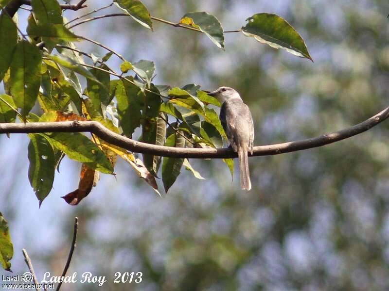 Minivet de Swinhoe femelle adulte, identification