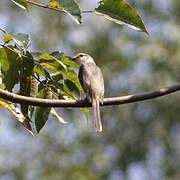 Swinhoe's Minivet