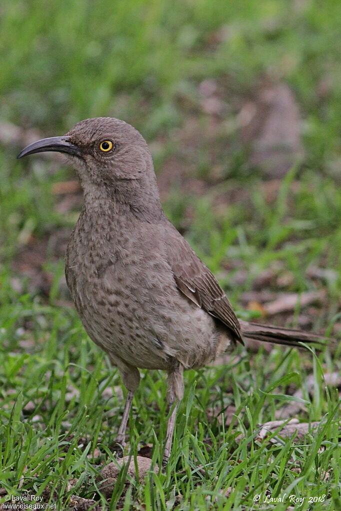 Curve-billed Thrasher