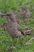 Curve-billed Thrasher