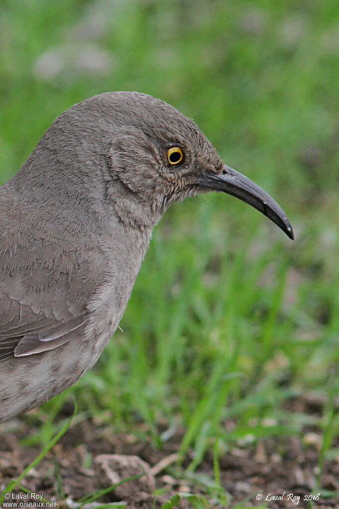 Curve-billed Thrasher