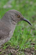 Curve-billed Thrasher