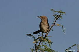 Bendire's Thrasher