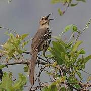 Ocellated Thrasher