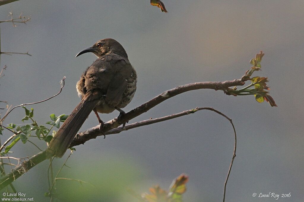 Ocellated Thrasher male adult