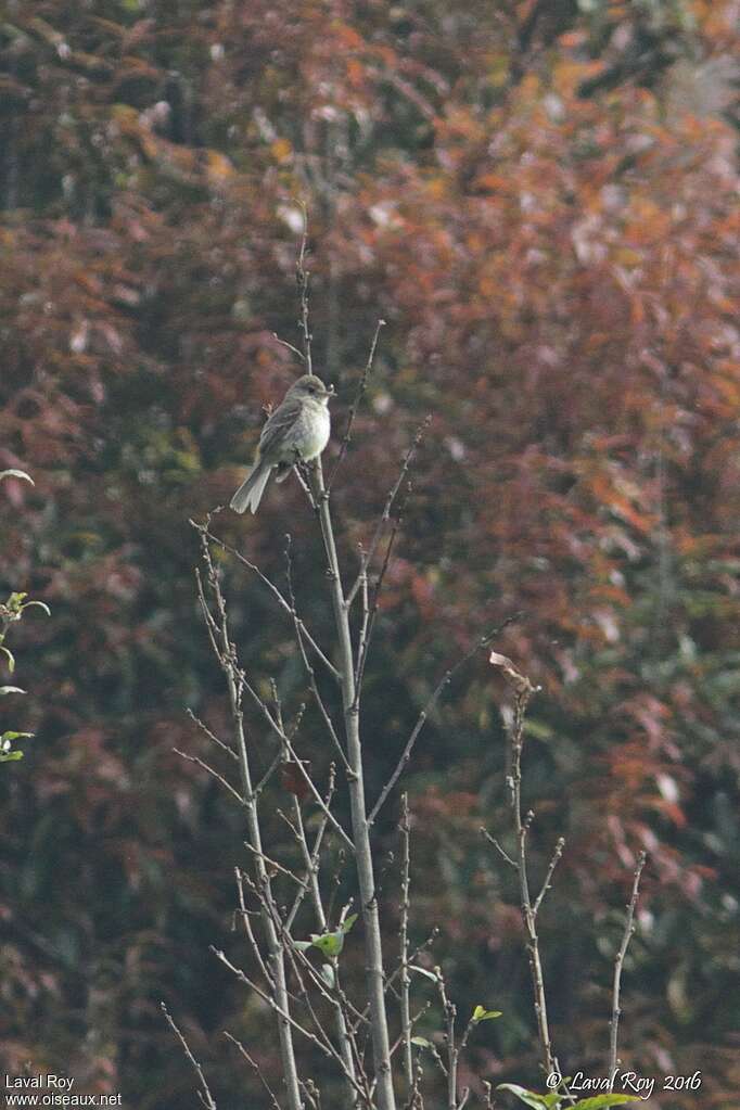 White-throated Flycatcher