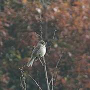 White-throated Flycatcher