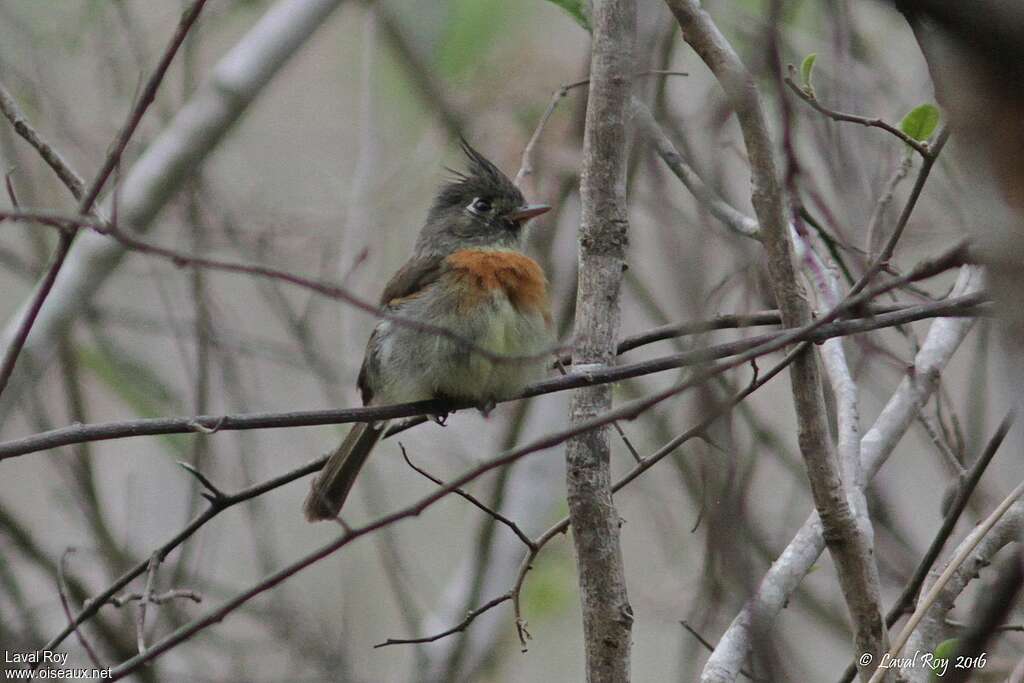 Belted Flycatcheradult breeding